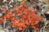 kosmatka štítovitá (Houby), Scutellinia scutellata (Fungi)